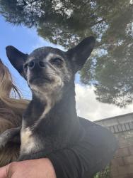 Reunited Male Dog last seen Wilson & highland home, Banning, CA 92220