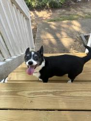 Reunited Female Dog last seen Statham elementary school, Statham, GA 30666