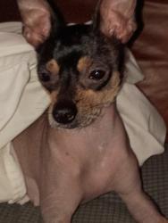 Lost Female Dog last seen Mexican Hairless, Glendale, AZ 85301