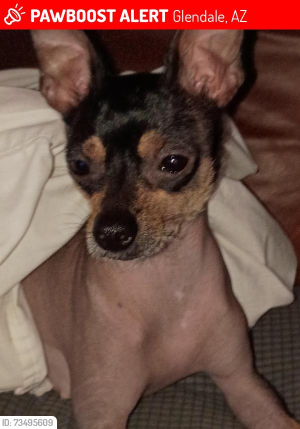 Lost Female Dog last seen Mexican Hairless, Glendale, AZ 85301