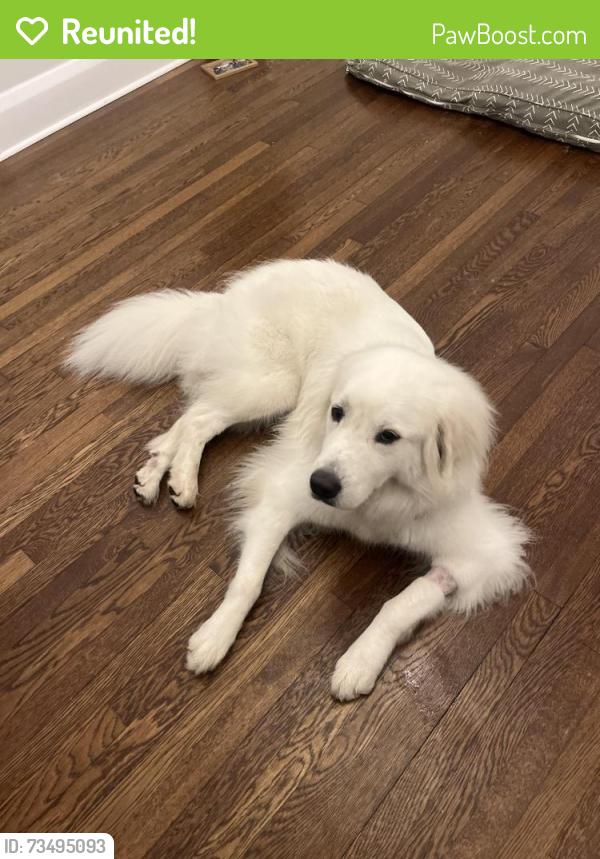 Reunited Male Dog last seen Near block of Sunset Blvd, Tampa, FL 33629