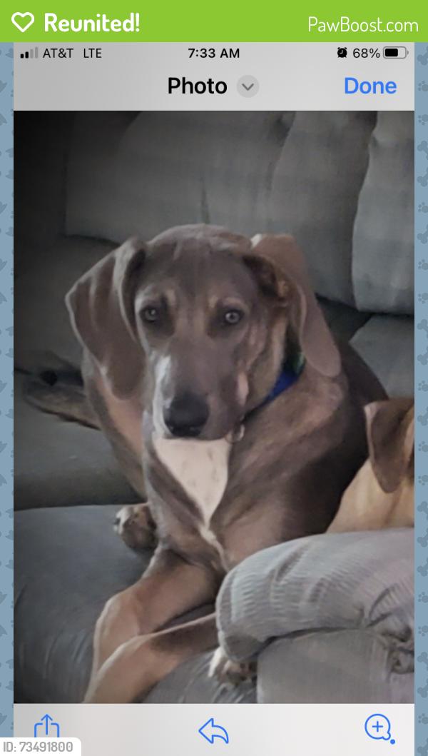 Reunited Female Dog last seen Crescent Dr between Holly and Sunset, Sherman, TX 75092