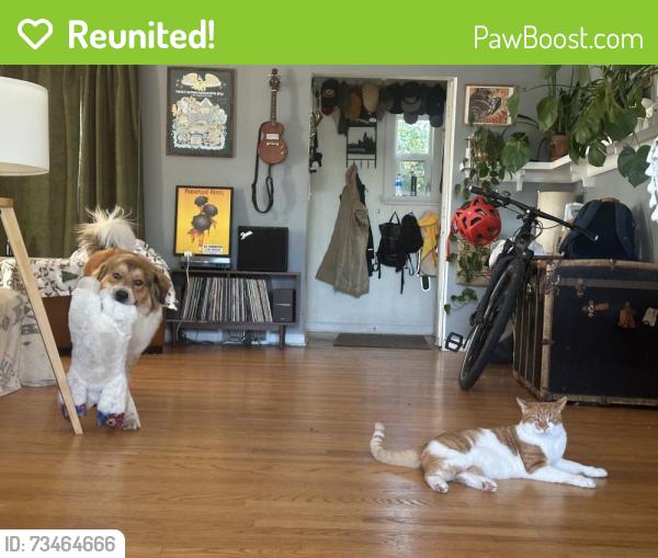 Reunited Male Cat last seen Near Fremont ave N, Seattle, WA 98133