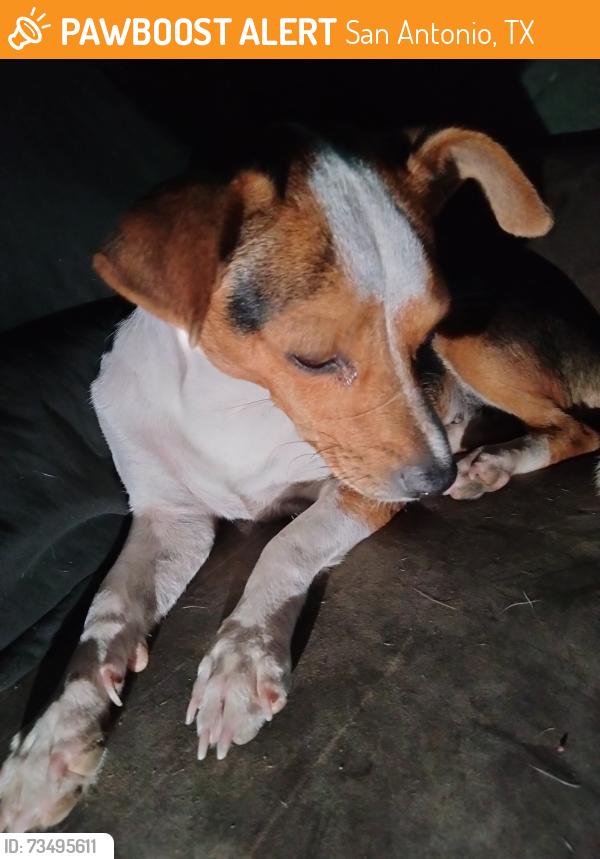 Found/Stray Female Dog last seen Harness/ Gunsmoke, San Antonio, TX 78227