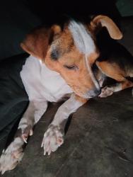 Found/Stray Female Dog last seen Harness/ Gunsmoke, San Antonio, TX 78227