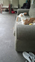 Reunited Male Dog last seen Quick trip raceway, West Columbia, SC 29033