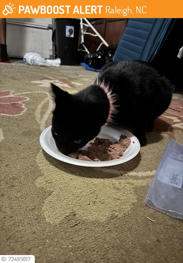 Found/Stray Female Cat last seen Piedmont Drive and Trawick, Raleigh, NC 27604
