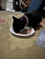 Found/Stray Female Cat last seen Piedmont Drive and Trawick, Raleigh, NC 27604