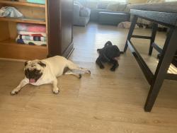 Reunited Male Dog last seen Montgomery, Altamonte Springs, FL 32714