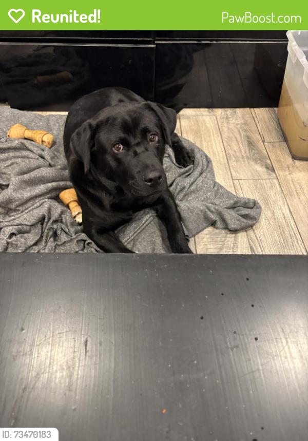 Reunited Male Dog last seen Colfax and Quail, Lakewood, CO 80215