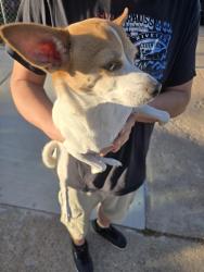 Reunited Male Dog last seen Tejon And W Nevada Pl, Denver, CO 80223