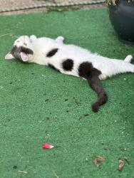 Lost Male Cat last seen Garner ave.snd Grant st., Buffalo, NY 14213