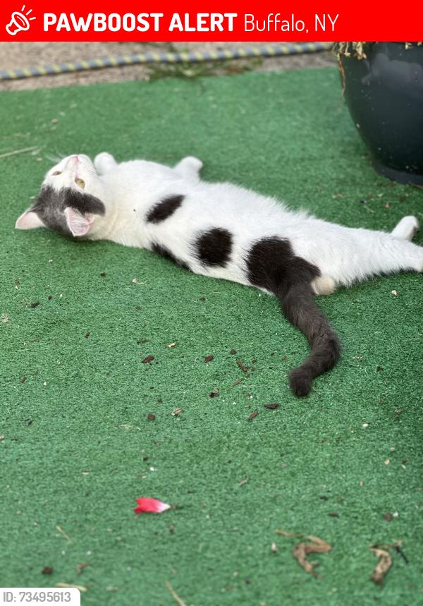 Lost Male Cat last seen Garner ave.snd Grant st., Buffalo, NY 14213