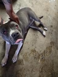 Found/Stray Female Dog last seen Alexander and rainbow, Las Vegas, NV 89108