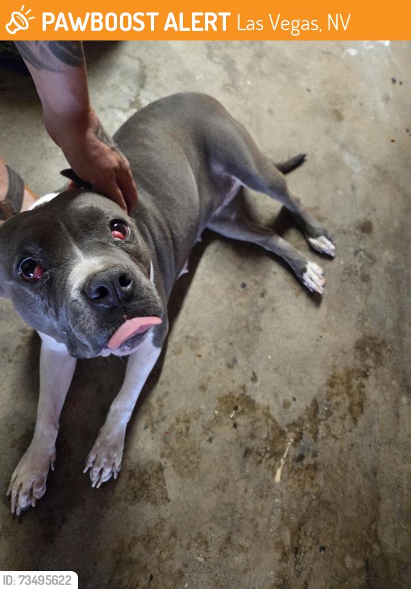 Found/Stray Female Dog last seen Alexander and rainbow, Las Vegas, NV 89108