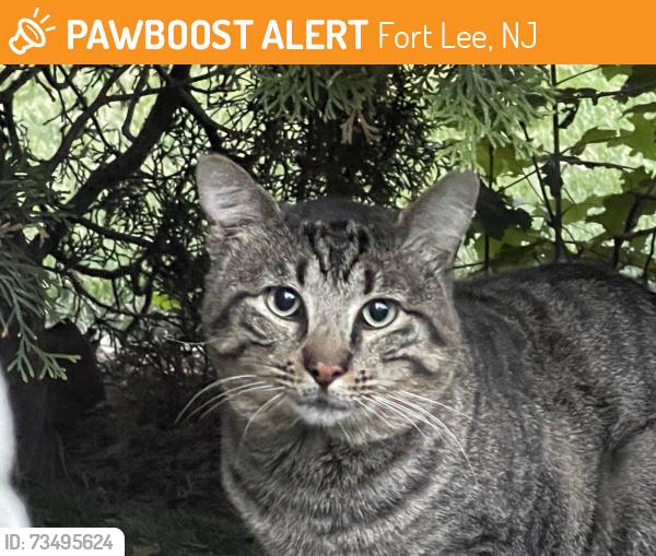 Found/Stray Unknown Cat last seen Myrtle Avenue, Fort Lee, NJ 07024
