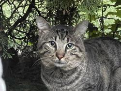 Found/Stray Unknown Cat last seen Myrtle Avenue, Fort Lee, NJ 07024