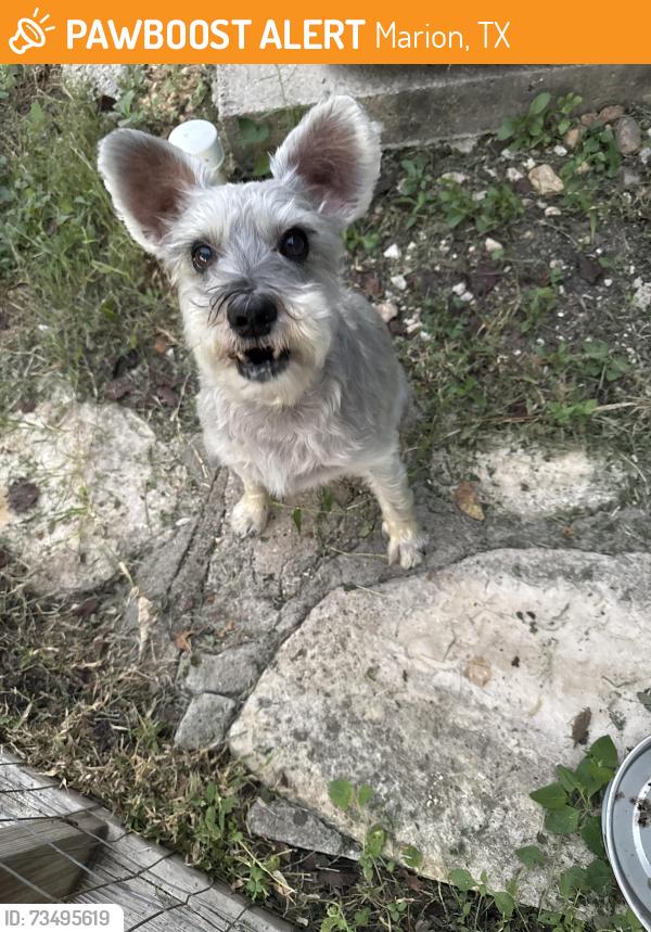 Found/Stray Male Dog last seen Fm 465 and st. Clare woods, Marion, TX 78124
