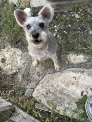 Found/Stray Male Dog last seen Fm 465 and st. Clare woods, Marion, TX 78124
