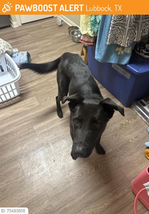 Found/Stray Male Dog last seen 62nd and Louisville Dr., Lubbock, TX 79413