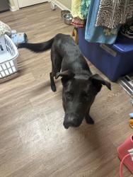 Found/Stray Male Dog last seen 62nd and Louisville Dr., Lubbock, TX 79413