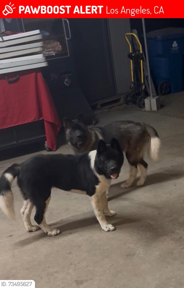 Lost Male Dog last seen Central / century, Los Angeles, CA 90002