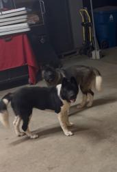 Lost Male Dog last seen Central / century, Los Angeles, CA 90002