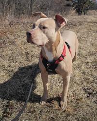 Reunited Female Dog last seen Olin park, Madison, WI 53715