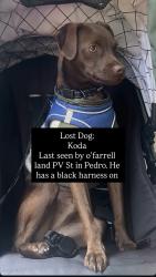 Reunited Male Dog last seen Palos Verde Street, San Pedro, Los Angeles, CA 90731