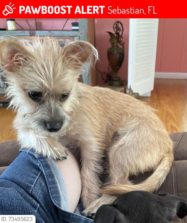 Lost Female Dog last seen Micco Park on Riverview Drive, Sebastian, FL 32976