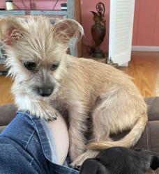 Lost Female Dog last seen Micco Park on Riverview Drive, Sebastian, FL 32976