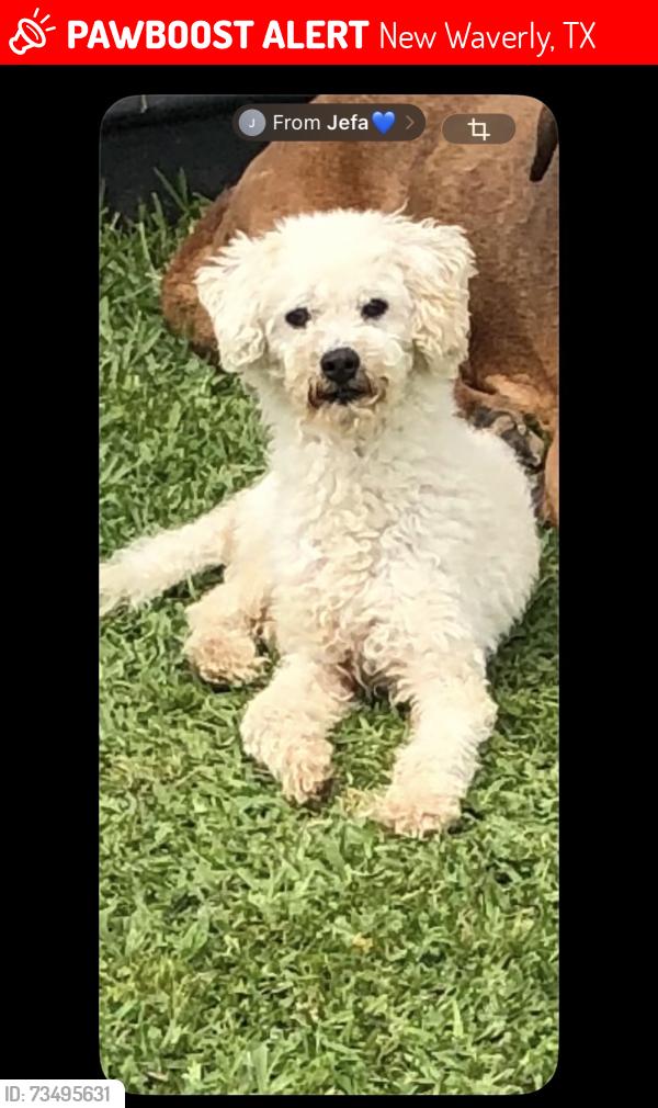 Lost Male Dog last seen Near new waverly metals, New Waverly, TX 77358