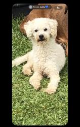 Lost Male Dog last seen Near new waverly metals, New Waverly, TX 77358