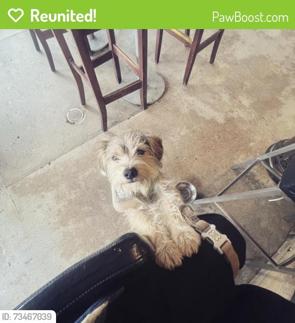 Reunited Male Dog last seen Farndon and Linard st, South El Monte, CA 91733
