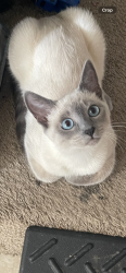 Lost Female Cat last seen Van de vanter and Marion street, Kent, WA 98030