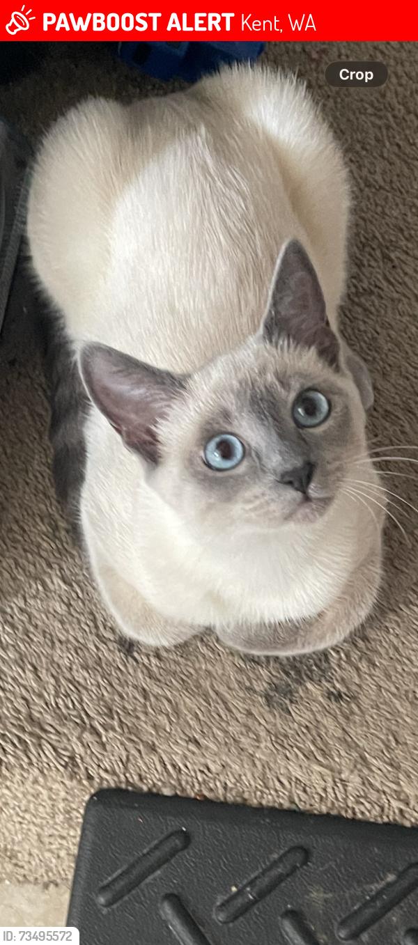 Lost Female Cat last seen Van de vanter and Marion street, Kent, WA 98030
