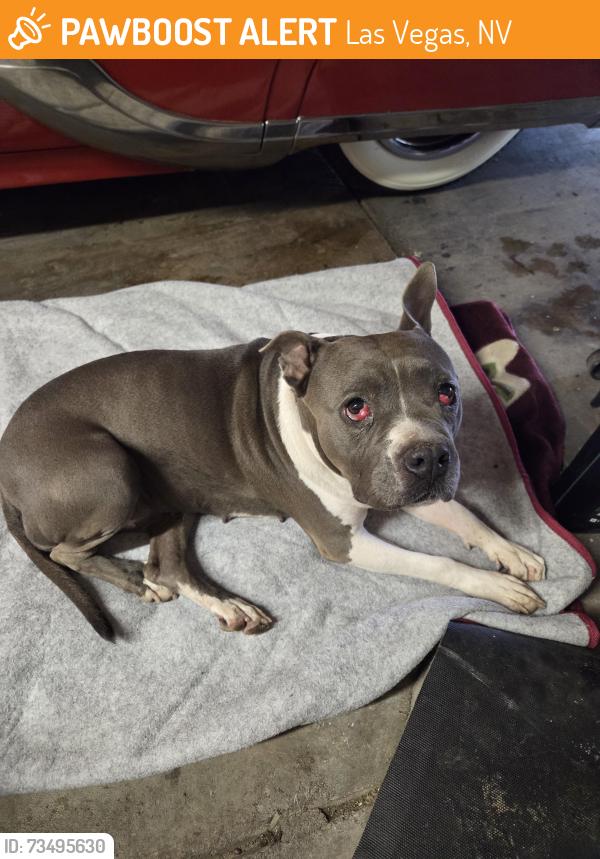 Found/Stray Female Dog last seen Alexander and rainbow, Las Vegas, NV 89108