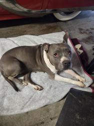 Found/Stray Female Dog last seen Alexander and rainbow, Las Vegas, NV 89108