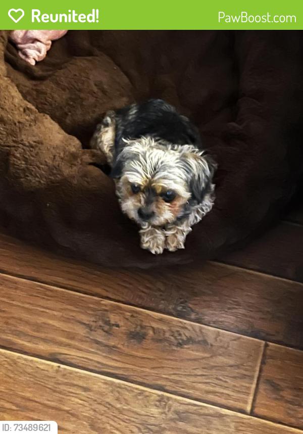 Reunited Male Dog last seen Cameron St, Scott, LA 70583