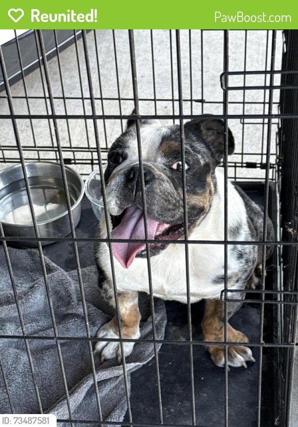 Reunited Male Dog last seen Piat Rd, Youngsville, LA 70592