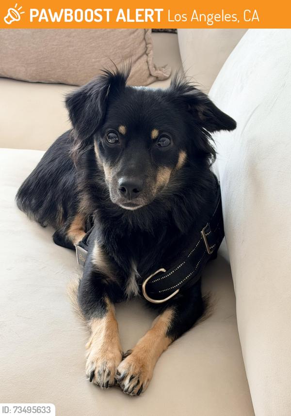 Found/Stray Female Dog last seen Tabor Street, Los Angeles, CA 90034