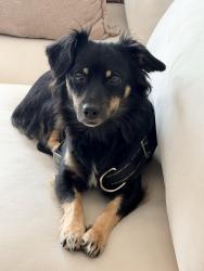 Found/Stray Female Dog last seen Tabor Street, Los Angeles, CA 90034