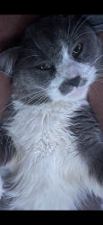 Reunited Male Cat last seen Rosella rd, Caroline County, VA 22580