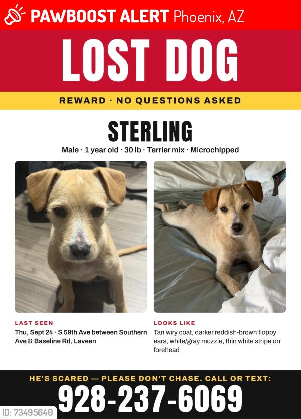Lost Male Dog last seen 57th avenue and baseline, Phoenix, AZ 85339