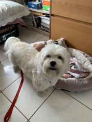 Reunited Male Dog last seen Indigo and McKinneys Groveland Fl, Groveland, FL 34736