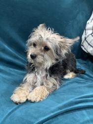 Found/Stray Female Dog last seen Lake mead & walnut, Sunrise Manor, NV 89115
