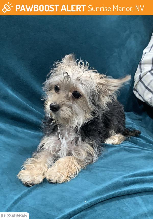 Found/Stray Female Dog last seen Lake mead & walnut, Sunrise Manor, NV 89115