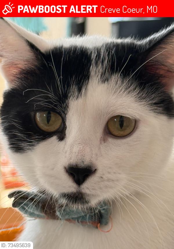 Lost Male Cat last seen Graeser & Olive, Creve Coeur, MO 63141