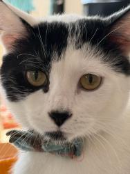 Lost Male Cat last seen Graeser & Olive, Creve Coeur, MO 63141