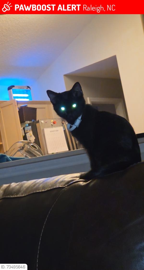 Lost Male Cat last seen Near Daingerfield Drive, Raleigh, NC 27616